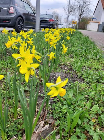 Blühende Narzissen in der Maduacher Straße; Messdiener Pflanzaktion
